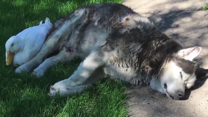 Max Malamute and Duck form an endearing bond, welting hearts everywhere 5