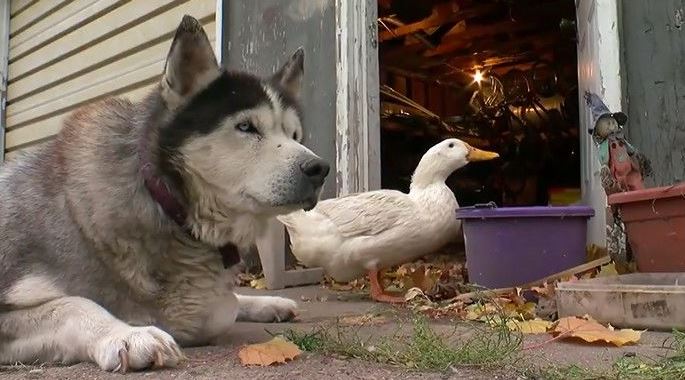 Max Malamute and Duck form an endearing bond, welting hearts everywhere 3