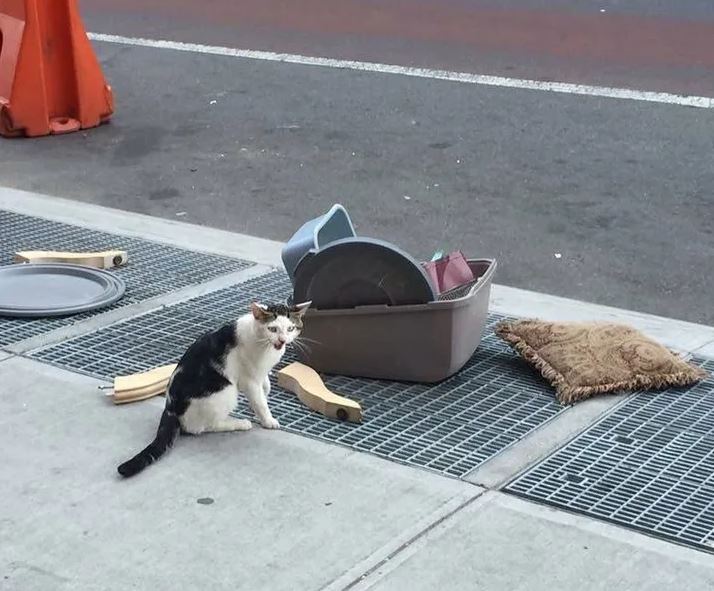 Cat discarded on street along with all its possessions 1