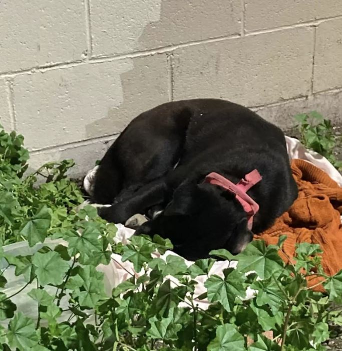 Faithful dog left on curb guards belongings, awaits reunion with family 1