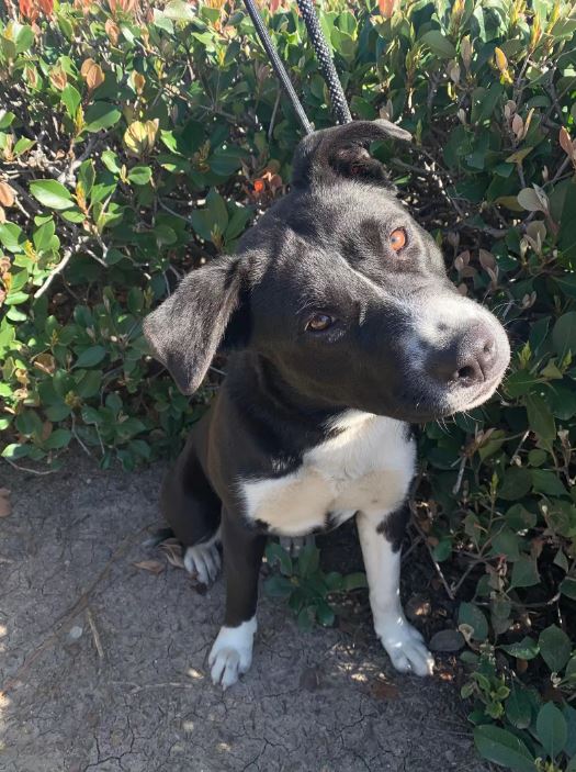 Faithful dog left on curb guards belongings, awaits reunion with family 4