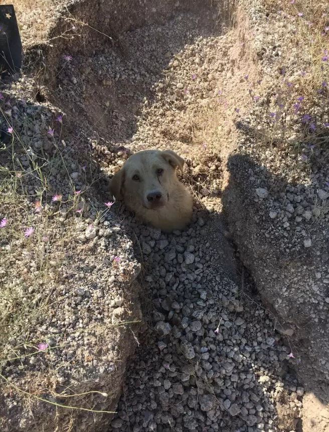 Frightened man rescues dog buried in soil, completely covered from head to paw 1