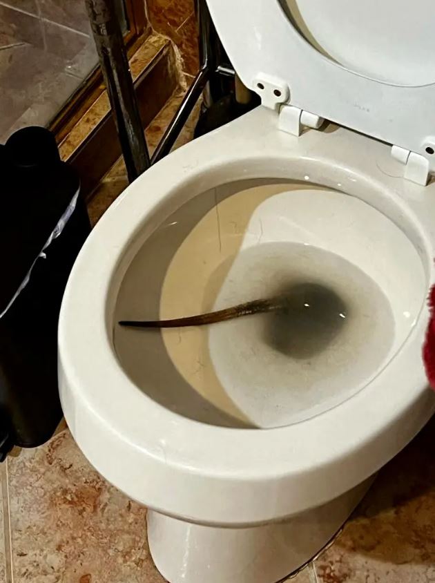 Man stunned after spotting angry IGUANA invades his toilet bowl 1