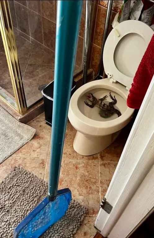 Man stunned after spotting angry IGUANA invades his toilet bowl 2