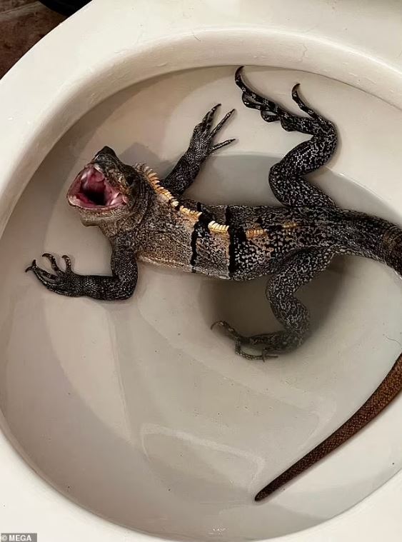 Man stunned after spotting angry IGUANA invades his toilet bowl 3