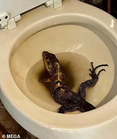 Man stunned after spotting angry IGUANA invades his toilet bowl 4