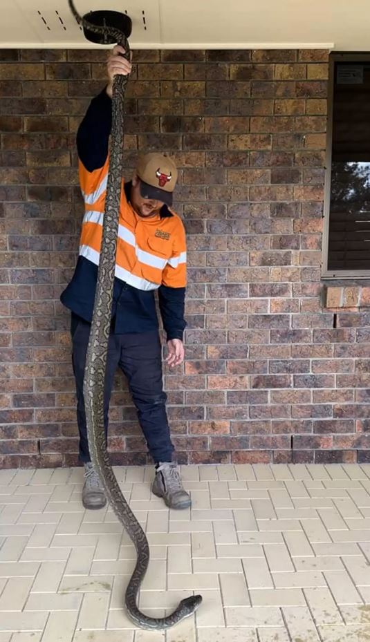 Stunning discovery unearthed as gigantic snake skin found in attic 2