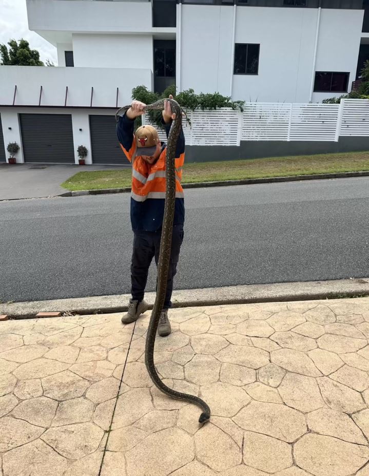 Stunning discovery unearthed as gigantic snake skin found in attic 3