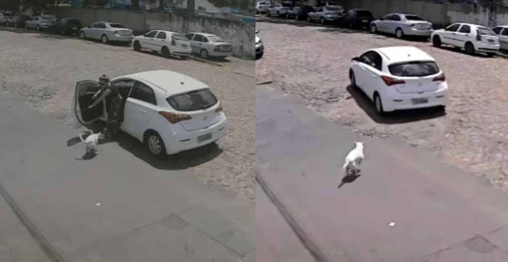 Woman dumps amputated dog in middle of road despite dog wagging its tail begging 1
