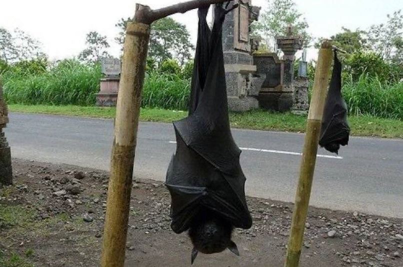 Nightmare-inducing image: Massive bat with 'human-size' wingspan haunts viewers 1