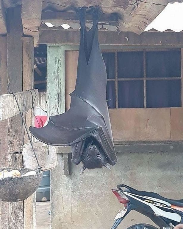 Nightmare-inducing image: Massive bat with 'human-size' wingspan haunts viewers 2
