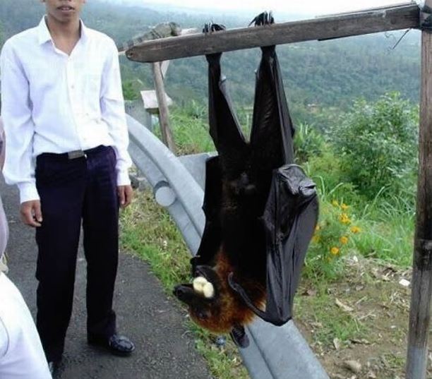 Nightmare-inducing image: Massive bat with 'human-size' wingspan haunts viewers 3