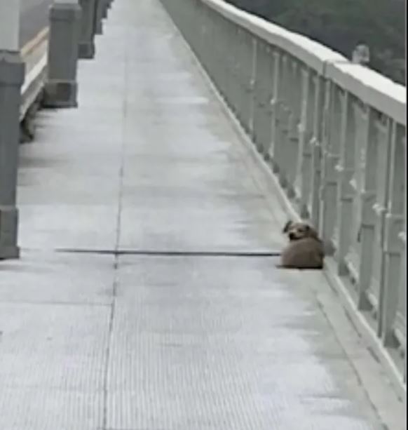 Grief-stricken dog keeps vigil on bridge for 4 days after owner's tragic leap 1