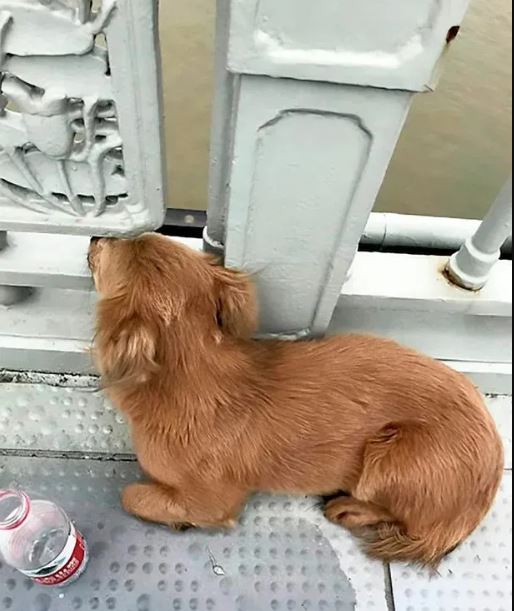 Grief-stricken dog keeps vigil on bridge for 4 days after owner's tragic leap 2