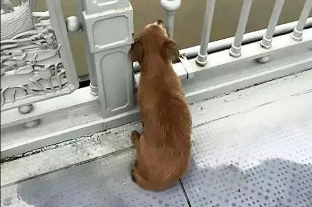 Grief-stricken dog keeps vigil on bridge for 4 days after owner's tragic leap 3