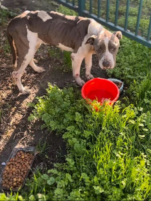  Lonely shelter dog reaches their paw through the bars to shake everyone's hand 1