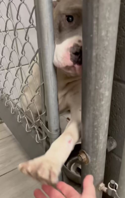  Lonely shelter dog reaches their paw through the bars to shake everyone's hand 3