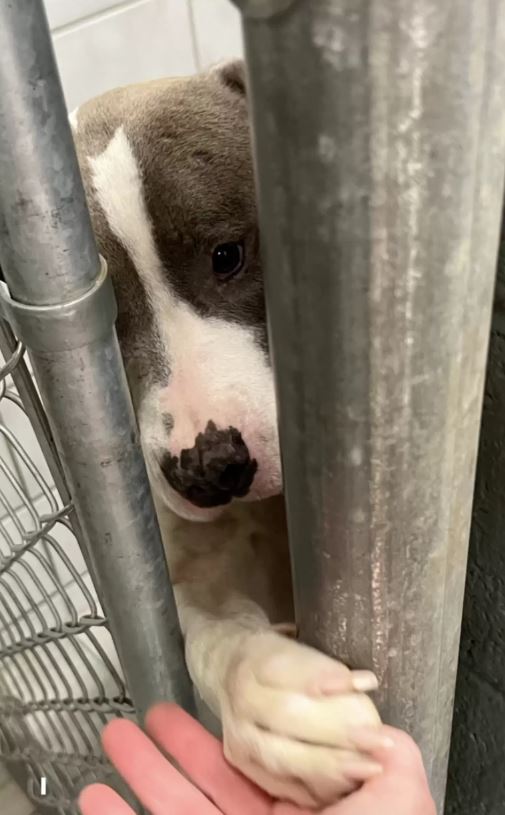  Lonely shelter dog reaches their paw through the bars to shake everyone's hand 4