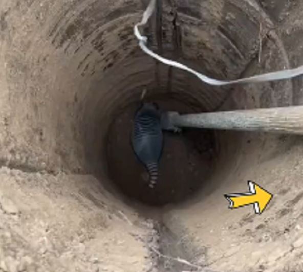 Man discovers extraordinarily rare species while digging a well 1
