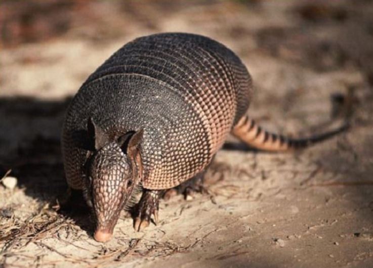 Man discovers extraordinarily rare species while digging a well 3