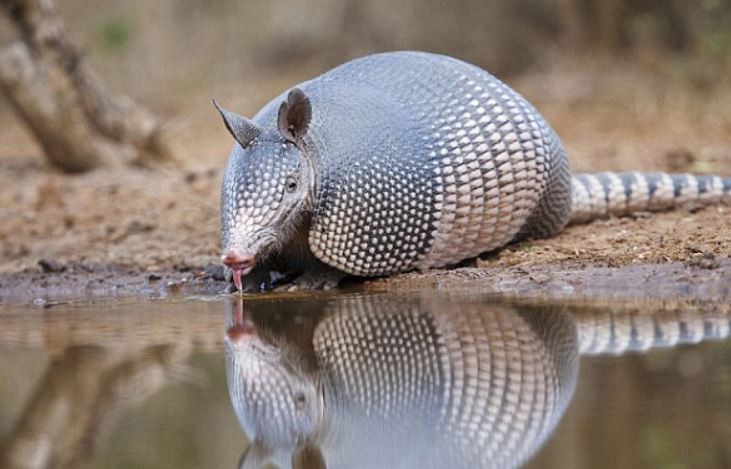 Man discovers extraordinarily rare species while digging a well 5