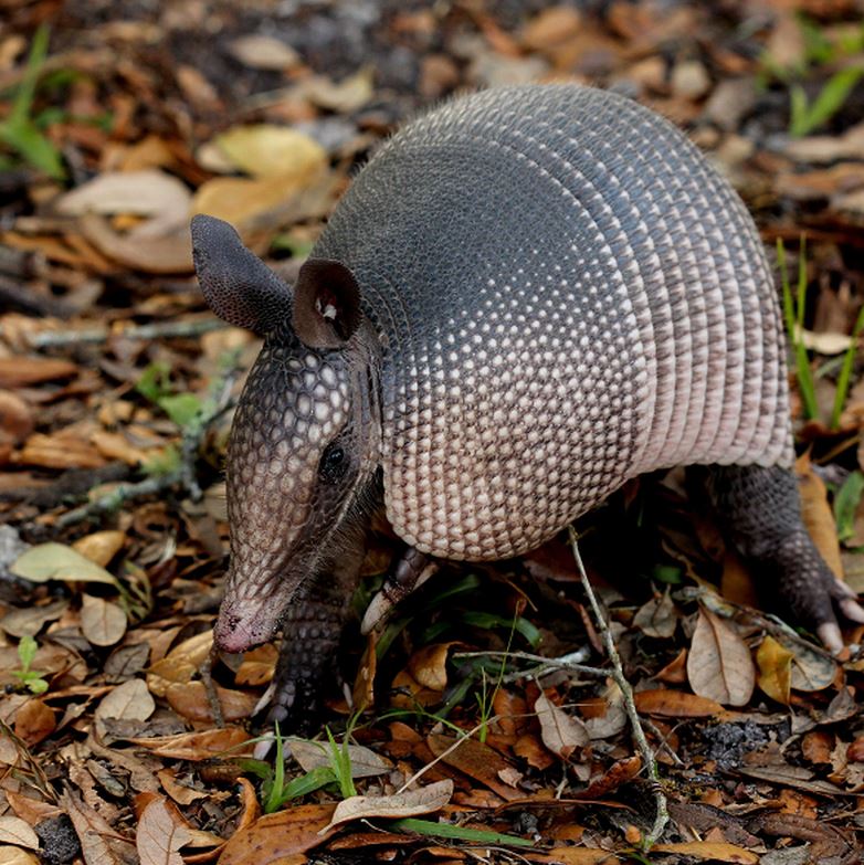 Man discovers extraordinarily rare species while digging a well 6