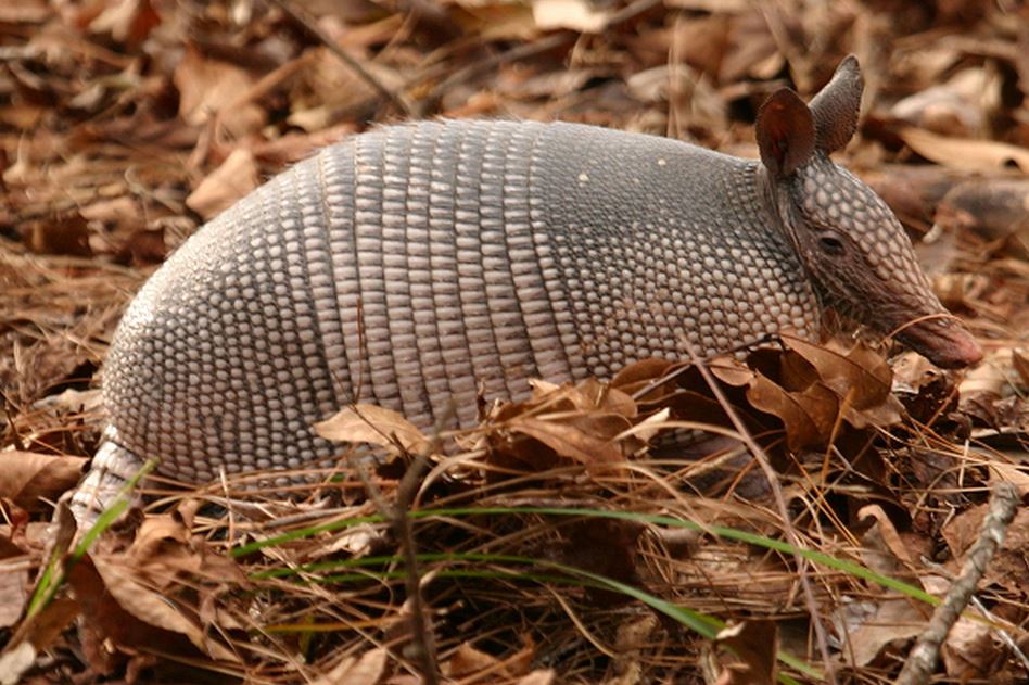 Man discovers extraordinarily rare species while digging a well 9