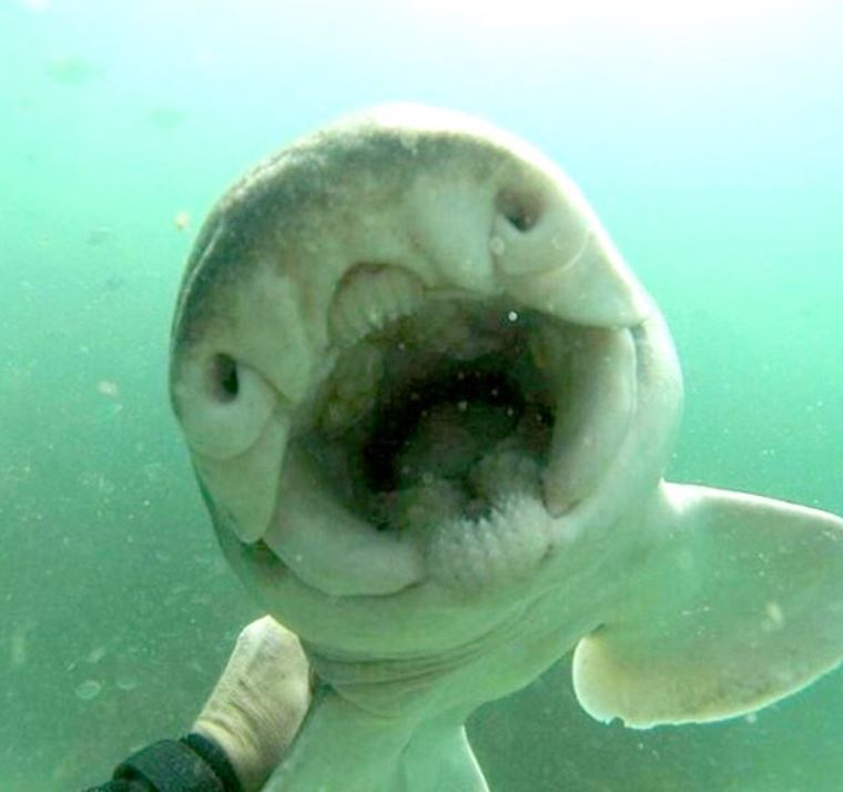 'Prehistoric' shark hugs diver affectionately 1