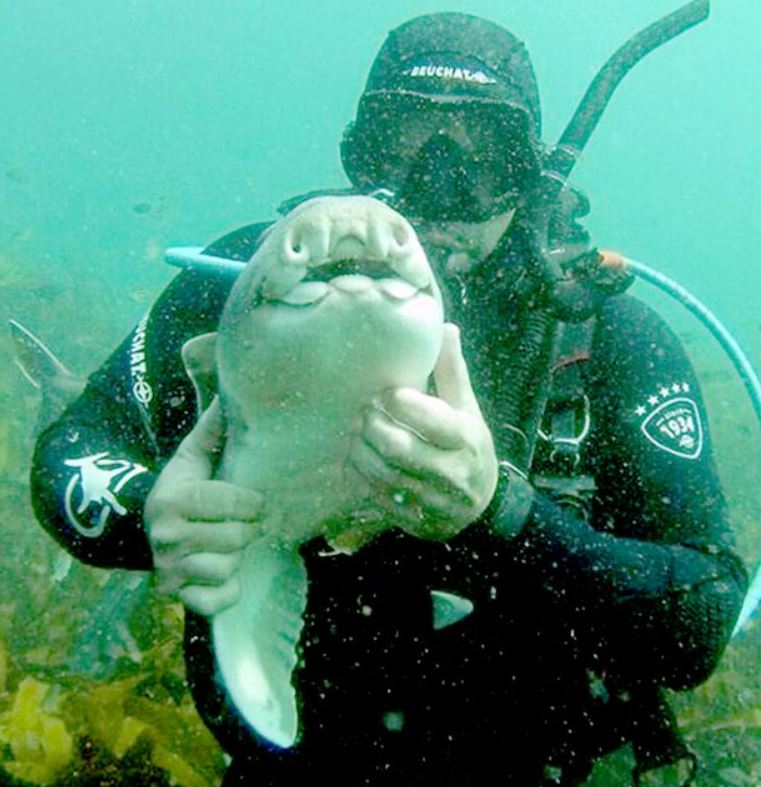 'Prehistoric' shark hugs diver affectionately 2