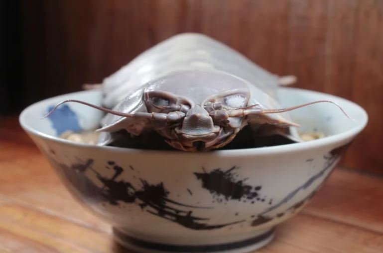Taiwanese restaurant introduces giant isopod ramen to daring diners 1