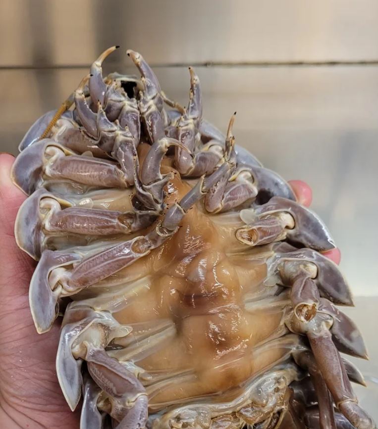 Taiwanese restaurant introduces giant isopod ramen to daring diners 4