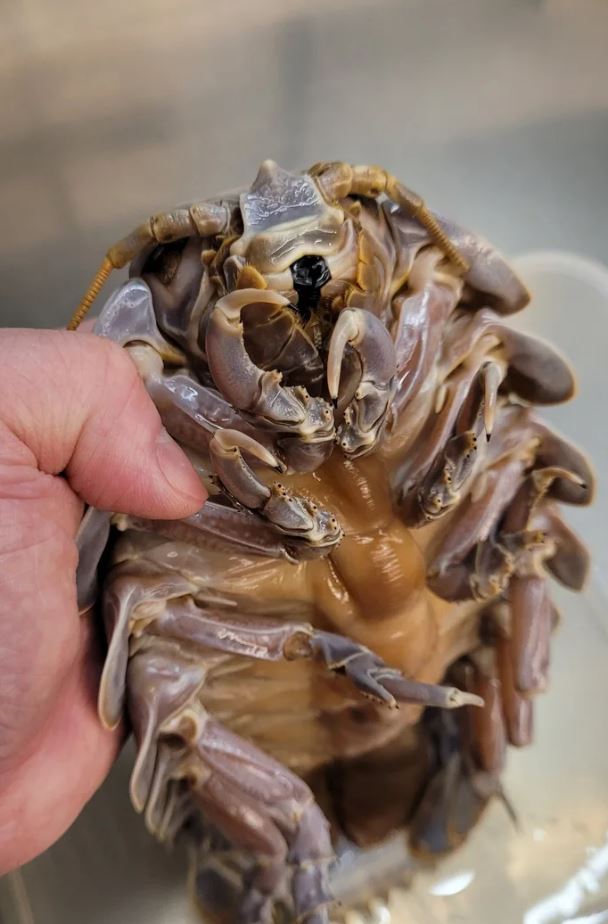 Taiwanese restaurant introduces giant isopod ramen to daring diners 5
