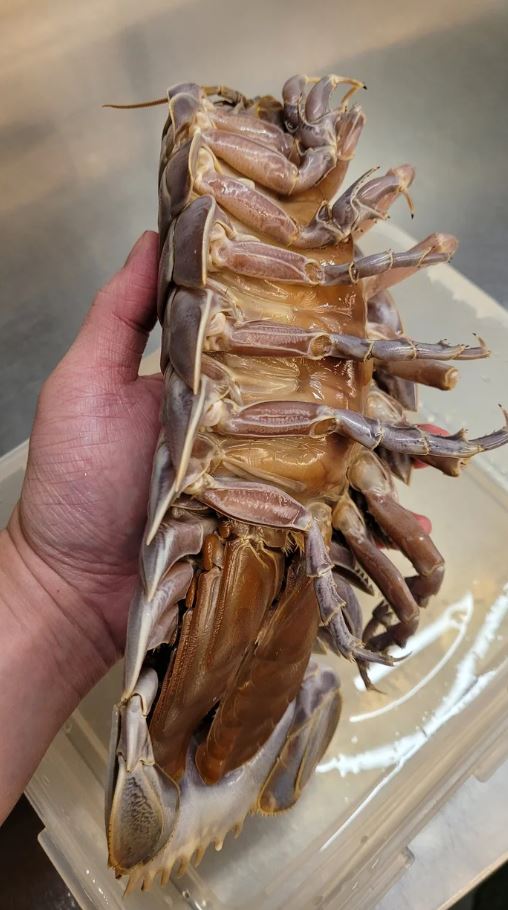 Taiwanese restaurant introduces giant isopod ramen to daring diners 6