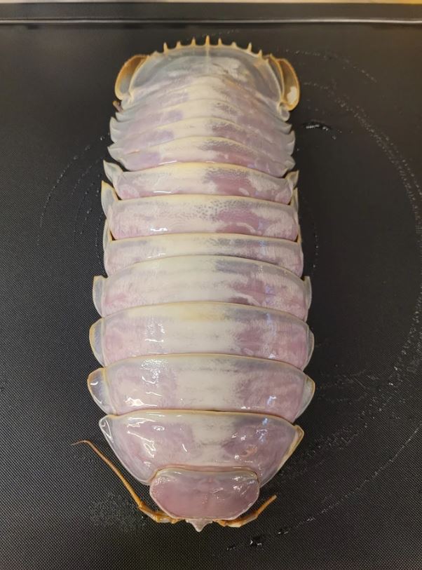 Taiwanese restaurant introduces giant isopod ramen to daring diners 10