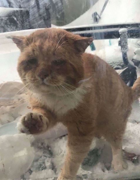 The poor sickly cat knocked on the door seeking shelter at someone's house during the storm 1