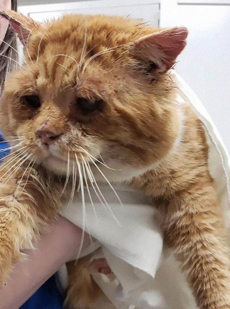 The poor sickly cat knocked on the door seeking shelter at someone's house during the storm 2