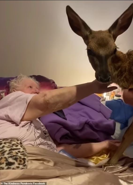 Daughter brings Bambi to visit dying mother, capturing an emotional moment 1