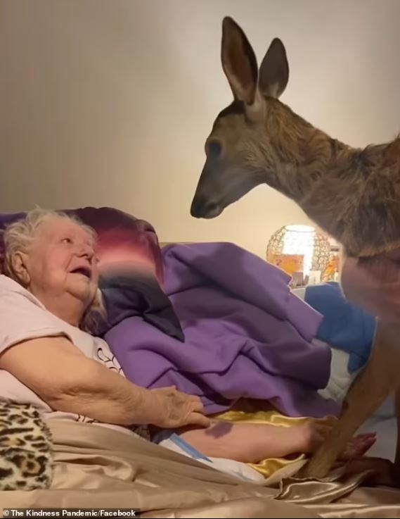 Daughter brings Bambi to visit dying mother, capturing an emotional moment 2