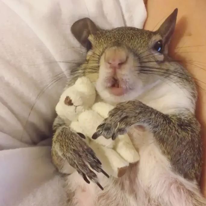 Hurricane-Rescued squirrel clings to mini teddy bear as her lifeline 1