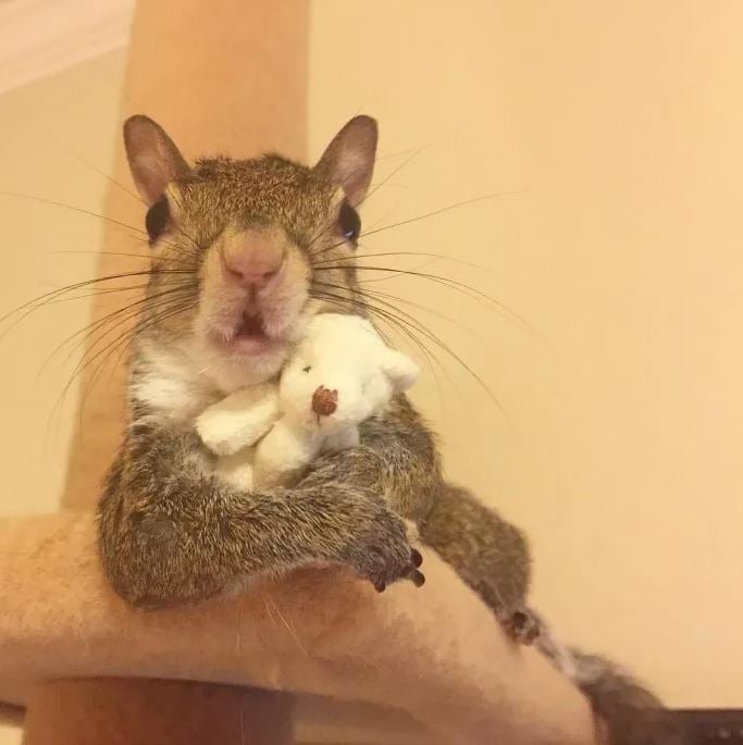 Hurricane-Rescued squirrel clings to mini teddy bear as her lifeline 2