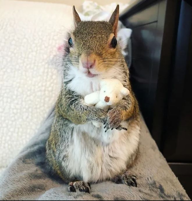 Hurricane-Rescued squirrel clings to mini teddy bear as her lifeline 3