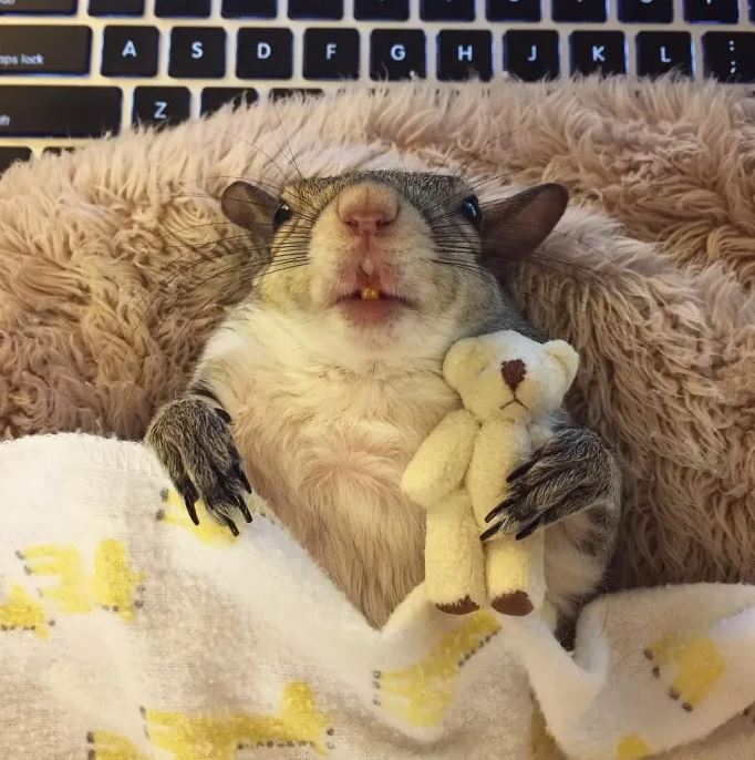 Hurricane-Rescued squirrel clings to mini teddy bear as her lifeline 4