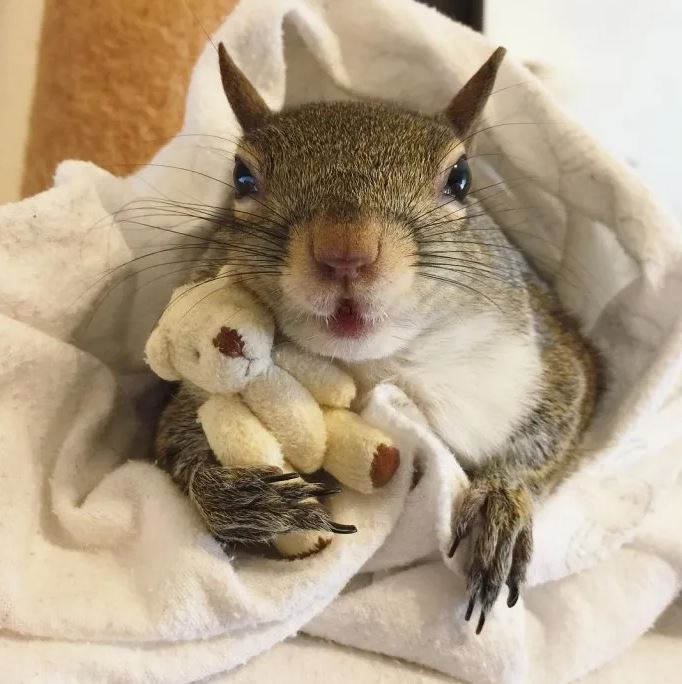 Hurricane-Rescued squirrel clings to mini teddy bear as her lifeline 5