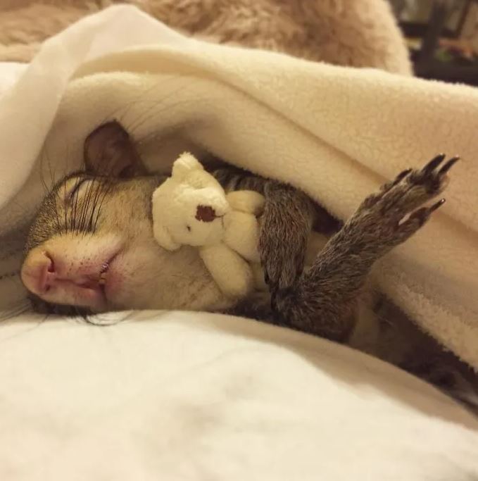 Hurricane-Rescued squirrel clings to mini teddy bear as her lifeline 6