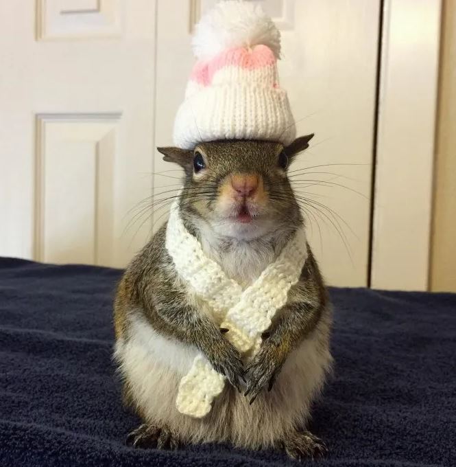 Hurricane-Rescued squirrel clings to mini teddy bear as her lifeline 7