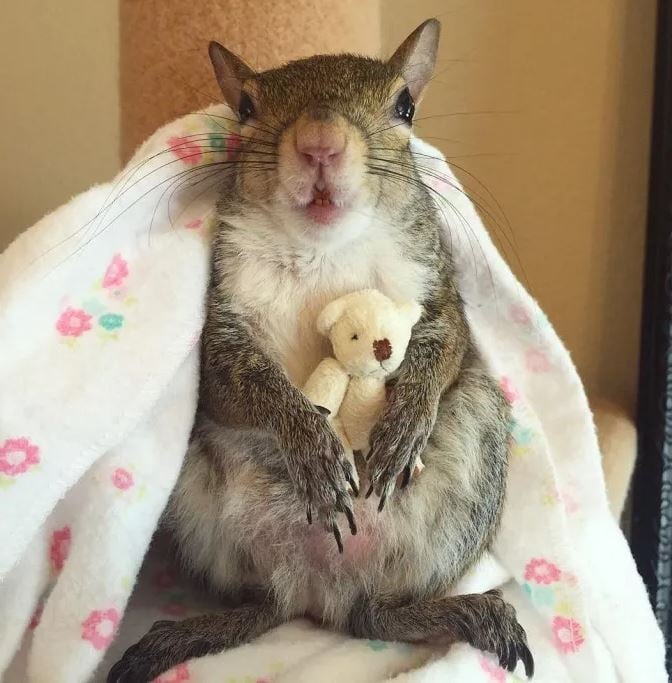 Hurricane-Rescued squirrel clings to mini teddy bear as her lifeline 8