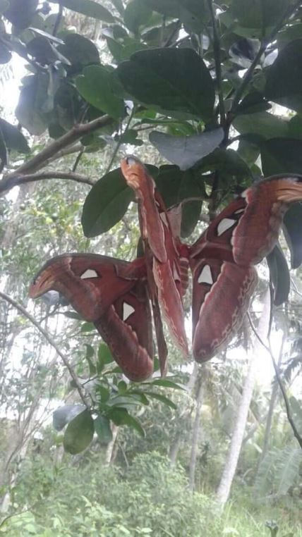 Tree-dwelling 'Snakes' with angry appearance turn out to be something else 1