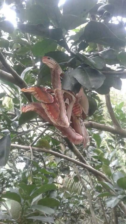Tree-dwelling 'Snakes' with angry appearance turn out to be something else 2