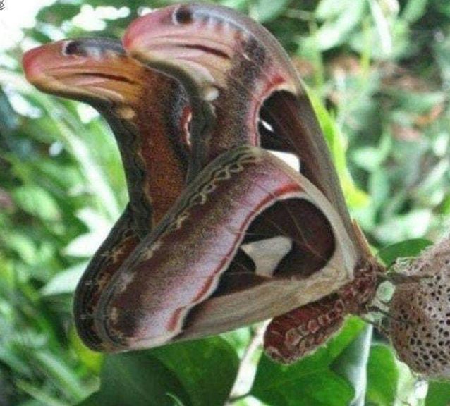 Tree-dwelling 'Snakes' with angry appearance turn out to be something else 4