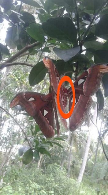 Tree-dwelling 'Snakes' with angry appearance turn out to be something else 6